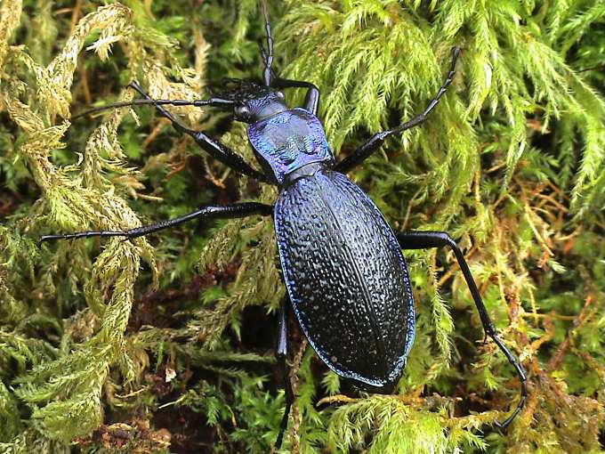 Rare beetle discovered at second site in Wales