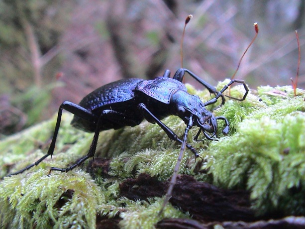 Y chwilen gyntaf o’i bath yng Nghymru