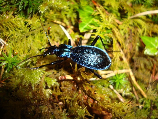 The new State of Nature Report reveals that UK nature is in serious trouble