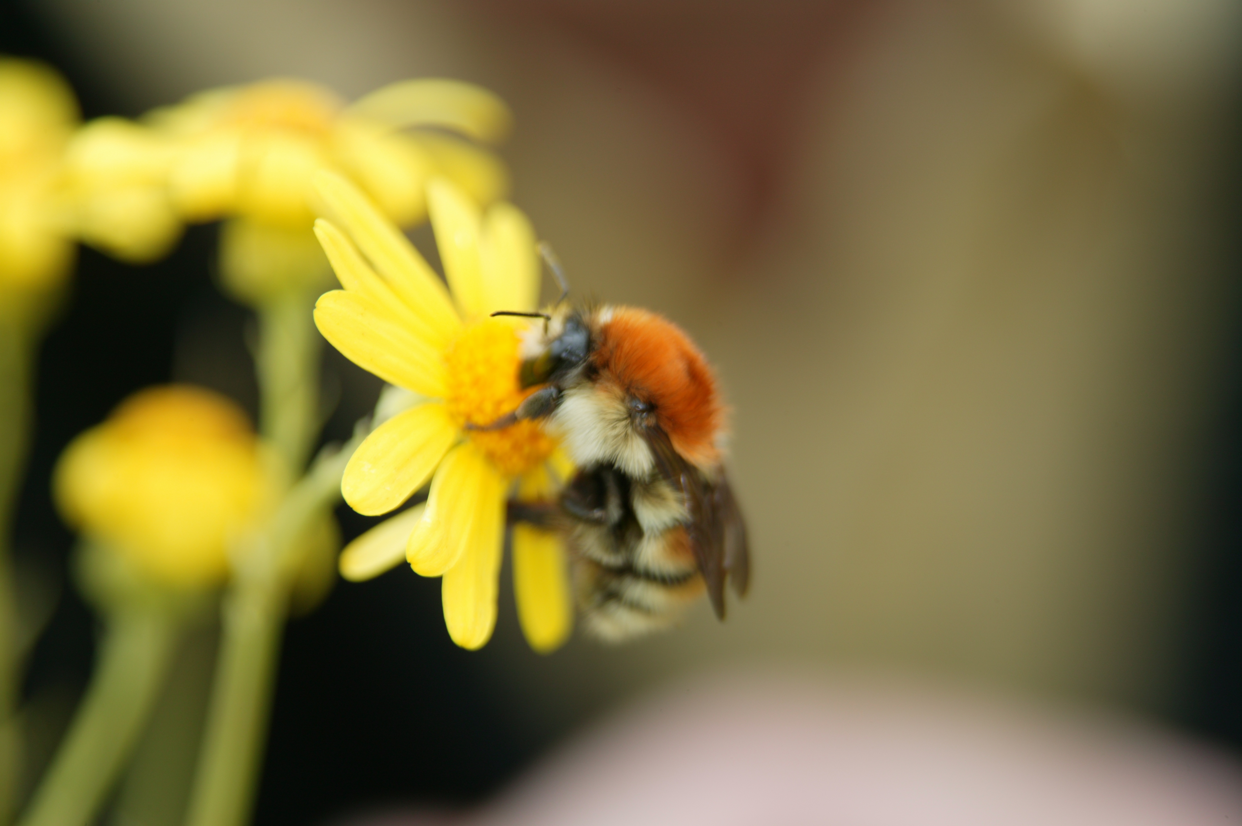 Medway Council gives green light to development at Lodge Hill