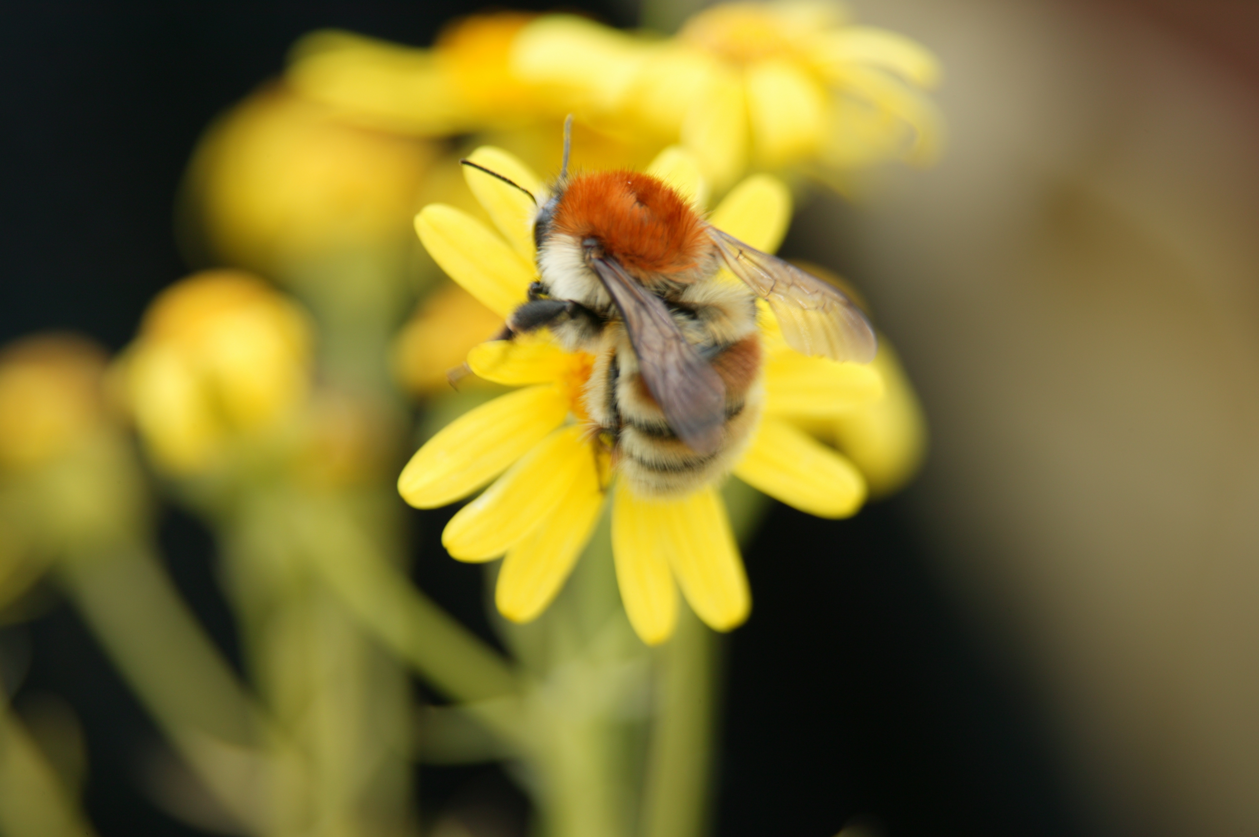 EU Regulatory Scientists Confirm Neonics harm bees