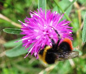 South Devon farmers offered advice on Greening and how to help bees