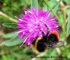 Buglife and Torbay Council celebrate new funding to get Torbay Buzzing!