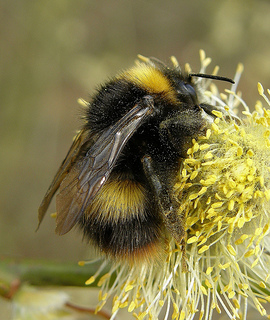 First signs of Spring