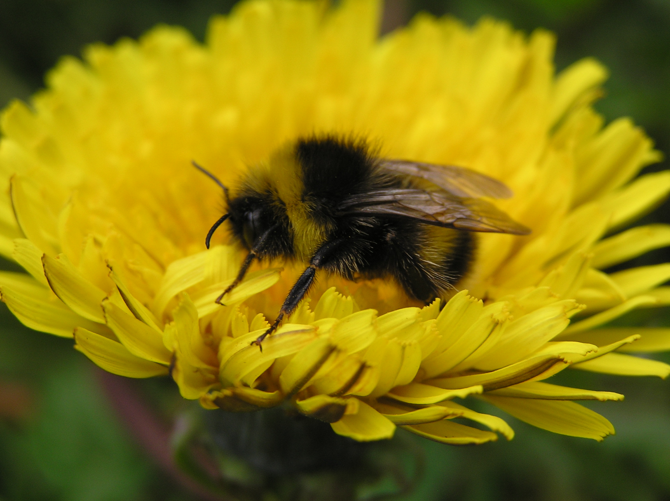 EU Member States Approve Enhanced Insecticide Ban