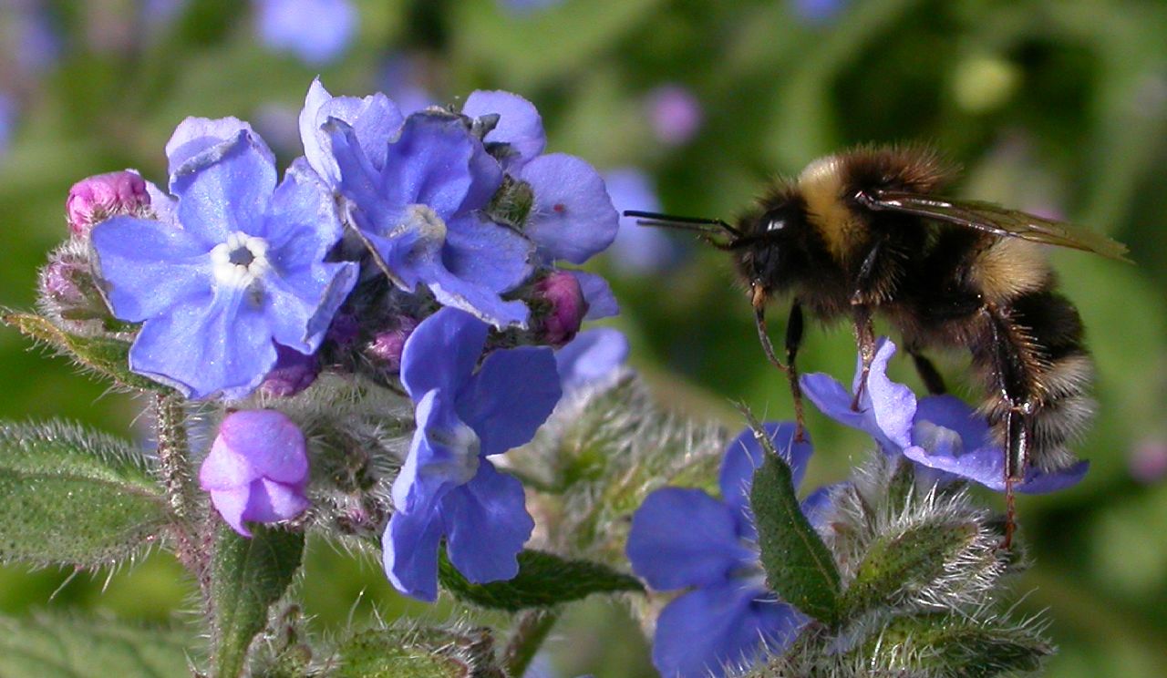 Pollinators are on the prowl at St Nicks