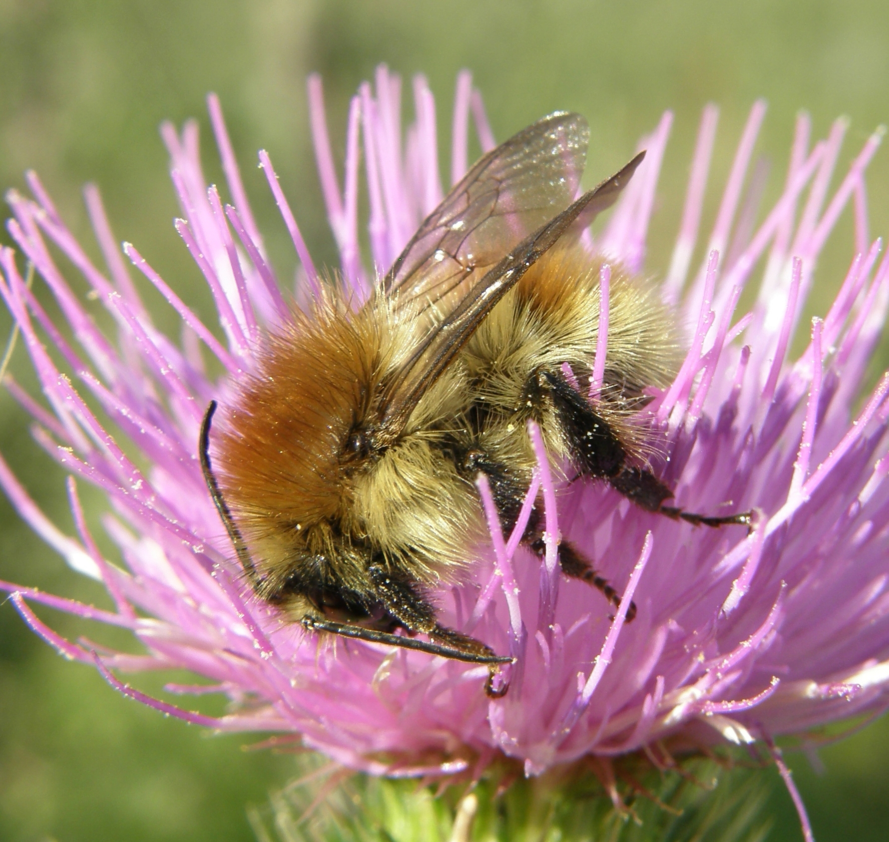 Pressure mounts on Tilbury expansion