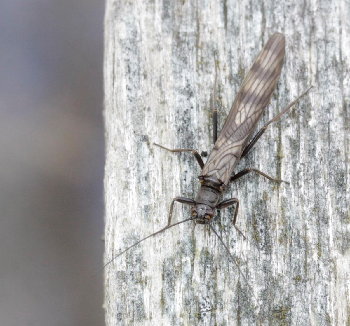 Join the Hunt for the Northern February red stonefly