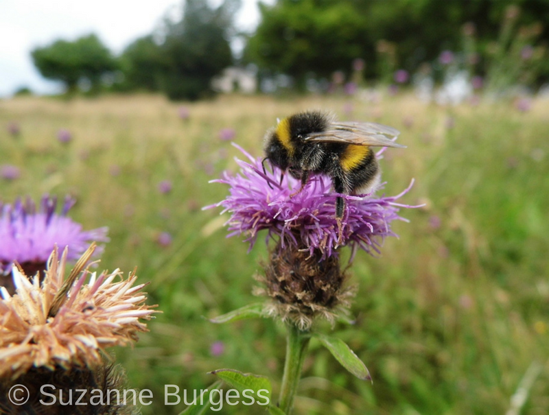 NORTHERN POWERGRID TO GET ‘BUZZY’ HELPING MAKE B-LINES