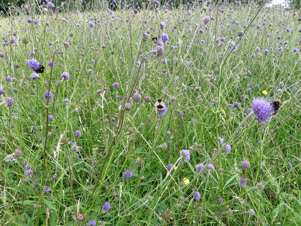 Devon County Council congratulated on bee-harming pesticides ban commitment