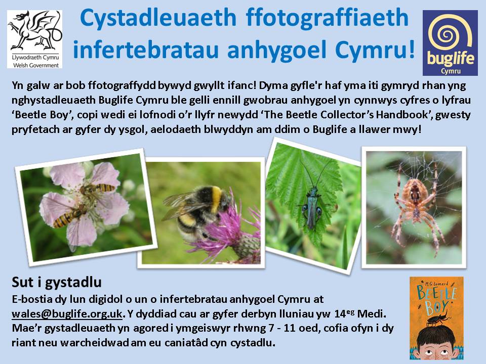 Cystadleuaeth ffotograffiaeth Infertebratau Anhygoel Cymru