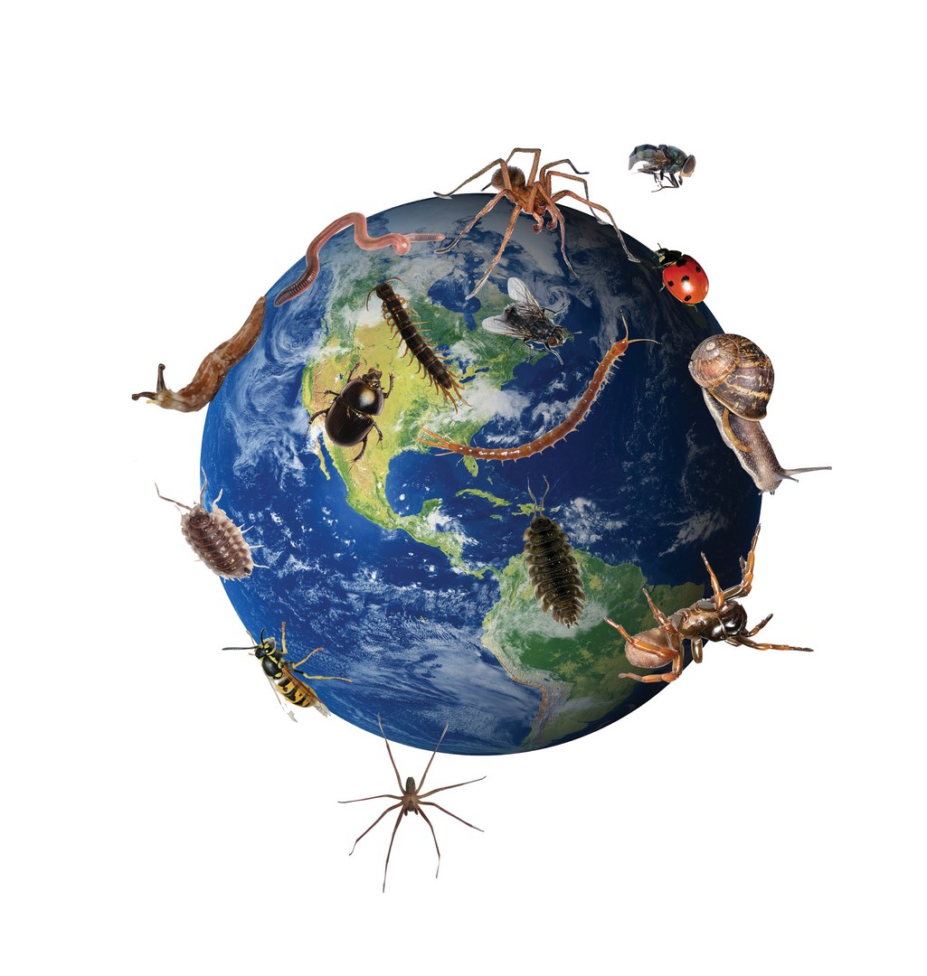 Parliament get serious about insect declines