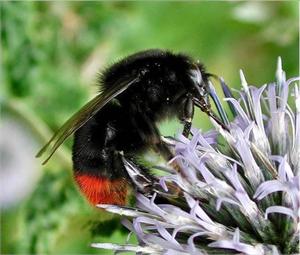 The world’s greatest museum of art and design gets a new roof for wildlife