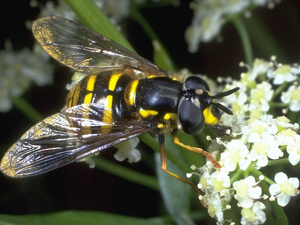 Not just the bees – Pollinating flies are disappearing