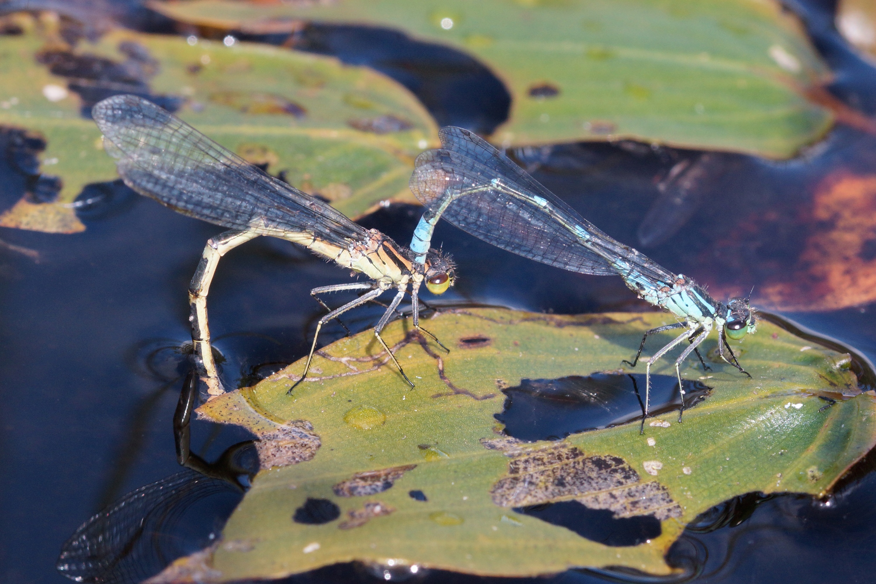 Irish damselfly is Northern Irelands favourite invertebrate