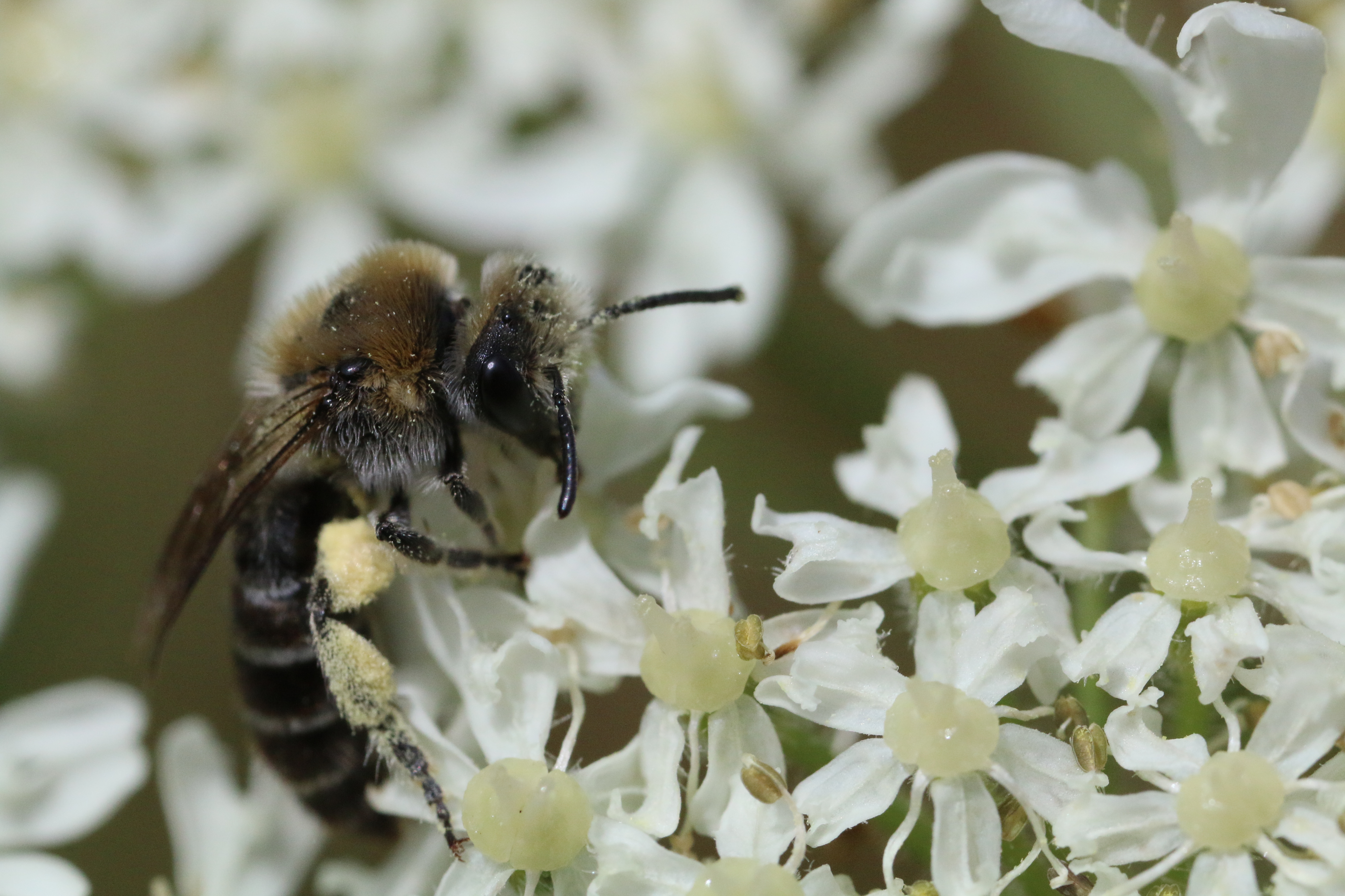 New B-Lines plan to help Northern Ireland’s Pollinating Insects
