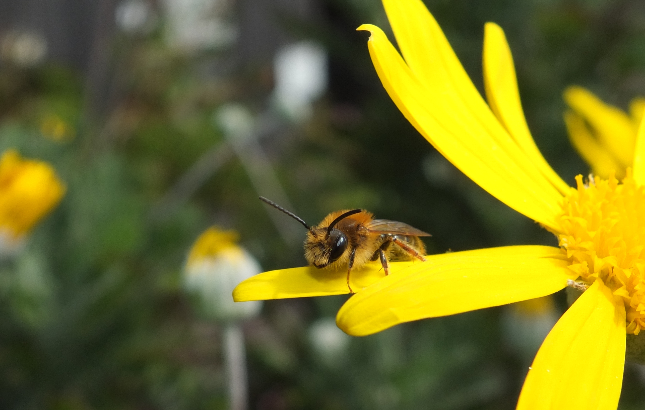 Sunderland making a B-Line for wildlife