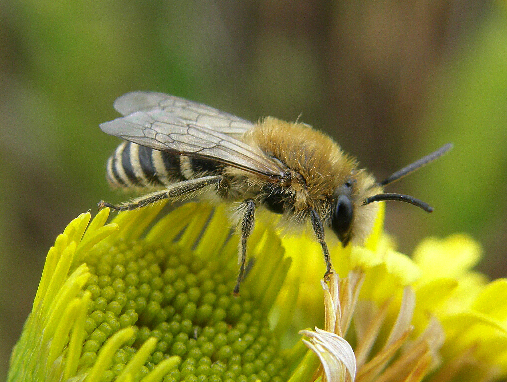 Buglife considers West Tilbury Marshes legal challenge
