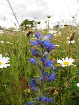 Fife’s Buzzing wins Heritage Lottery Fund support