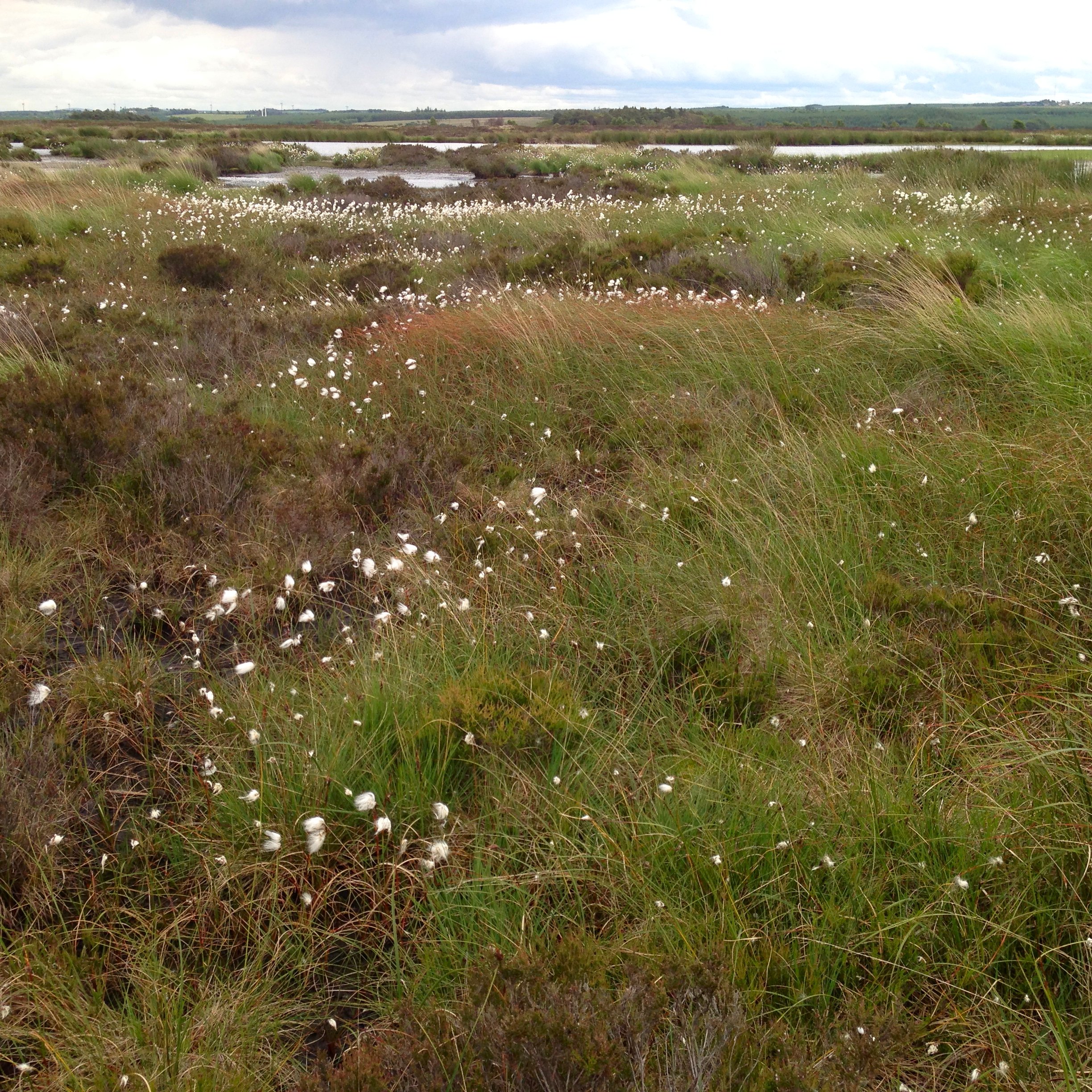 Ancient origins of bog revealed during restoration work