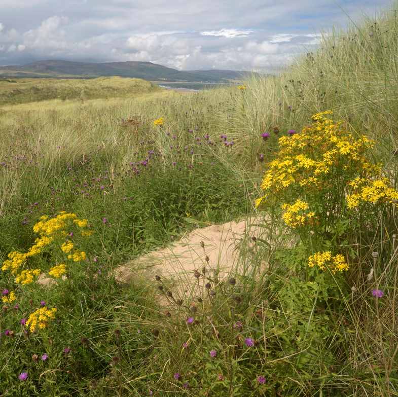 Important step in campaign to save rare dunes
