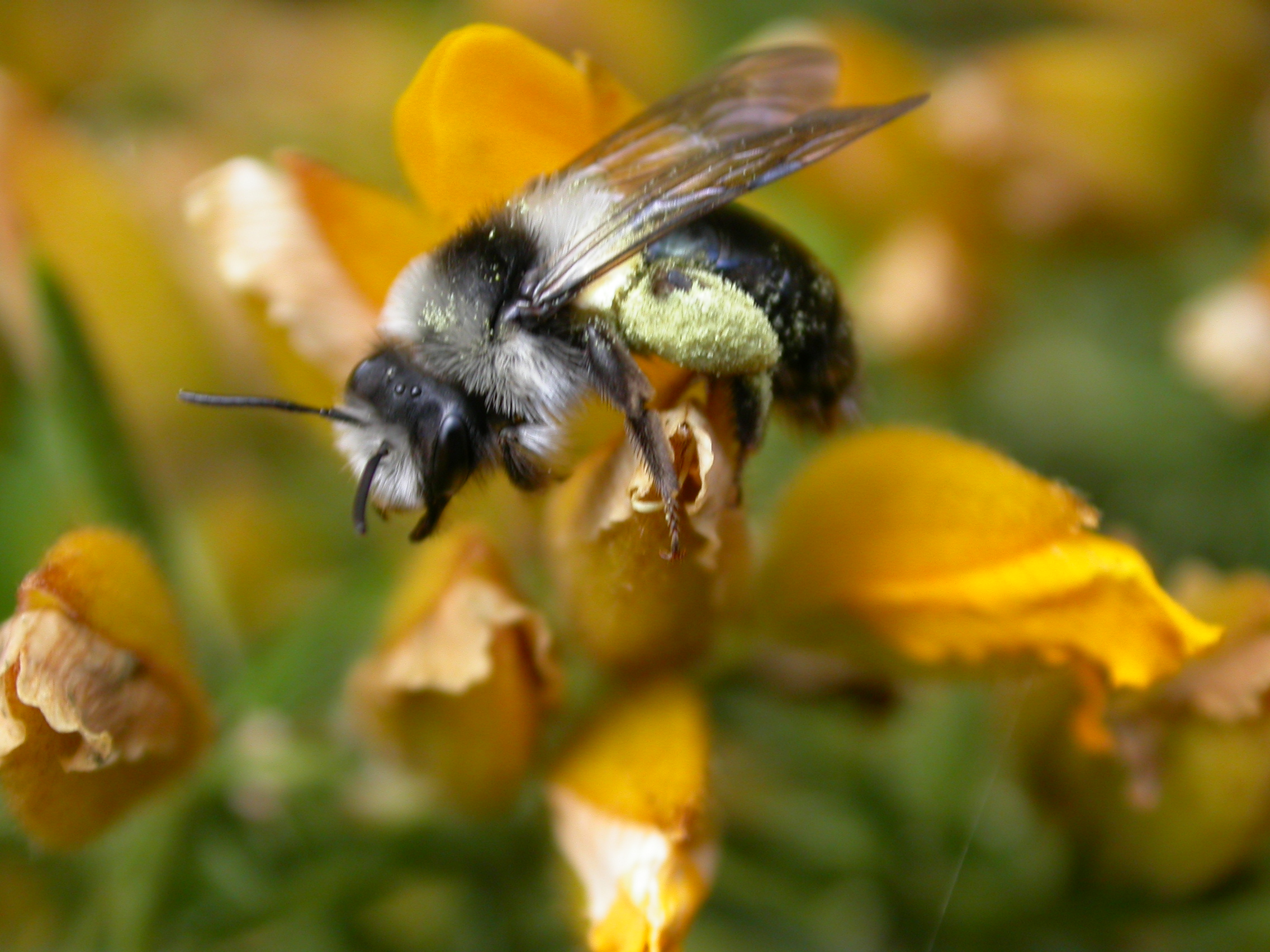 Beekeepers Gather Outside Ministries Across Europe to Demand Bee Friendly Pesticide Standards Ahead of EU Vote on World Bee Day