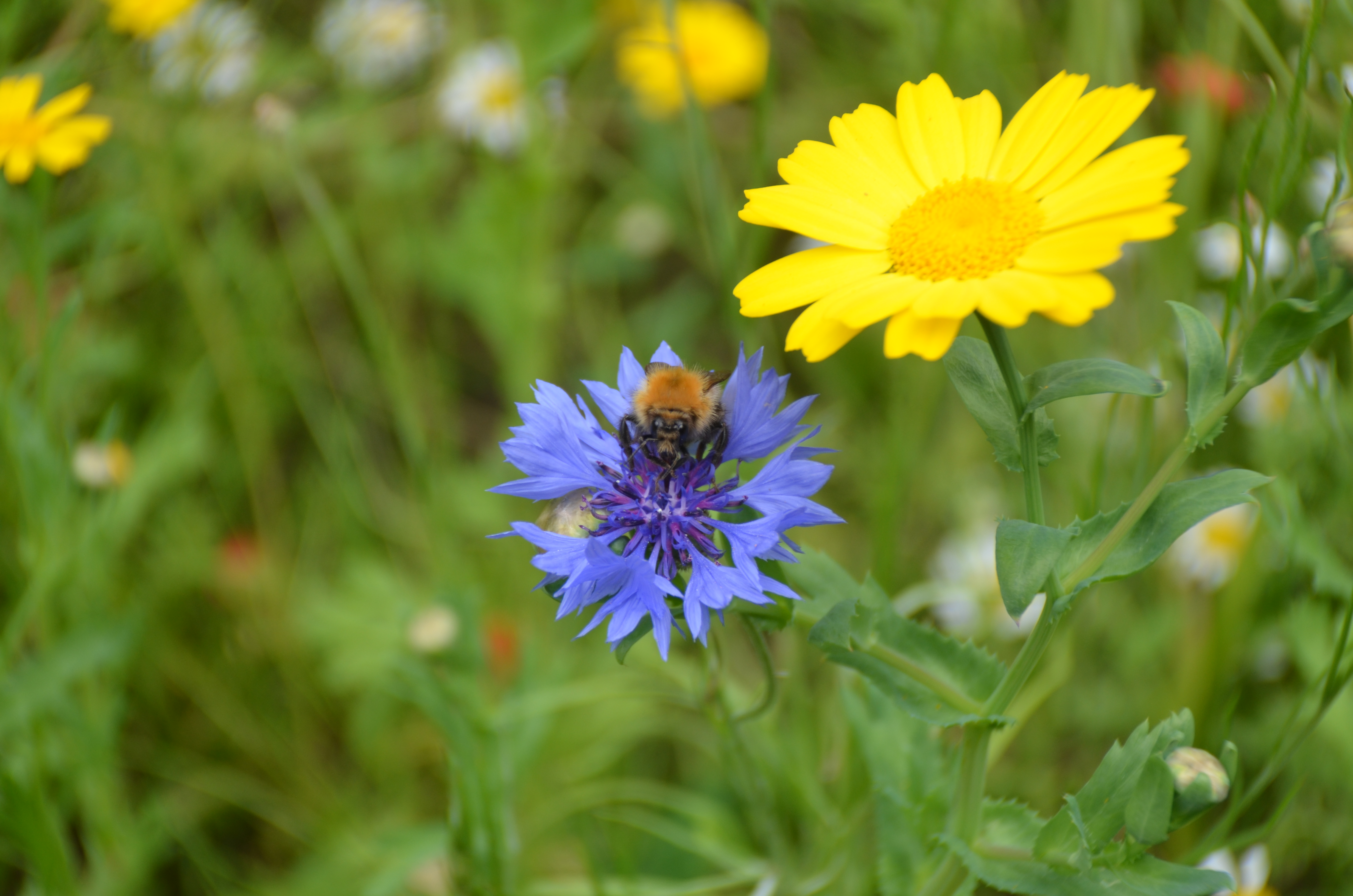 Newcastle University Retracts Claim that Neonicotinoid Ban Cost UK Farmers £18.4 million
