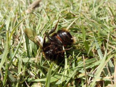 Neonicotinoids Implicated in Mass Poisoning of Bumblebee Queens