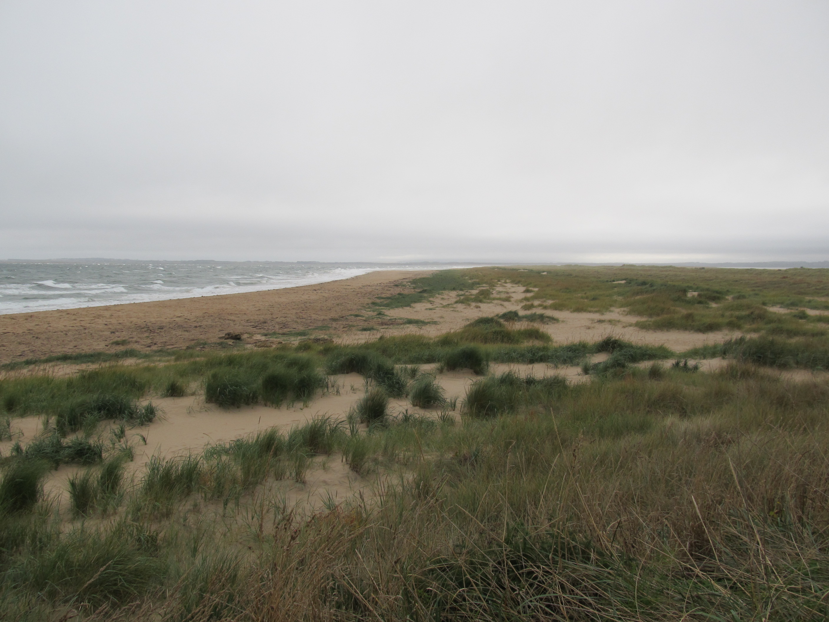 Conservation partnership unites to protect precious dune habitat in Sutherland from development