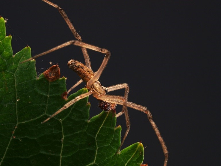 New spiders found in Northern Ireland