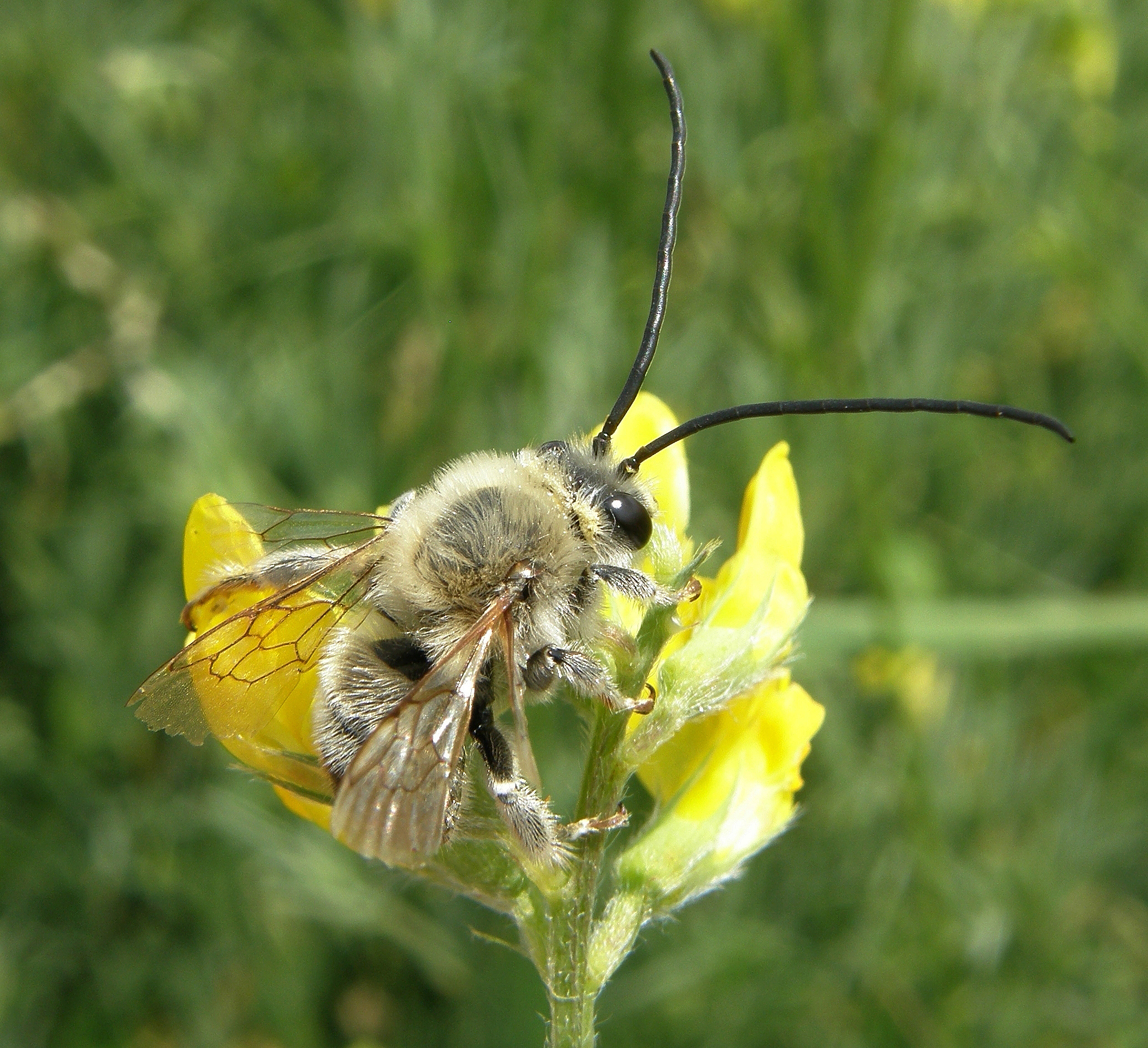 The National Bug Vote Results