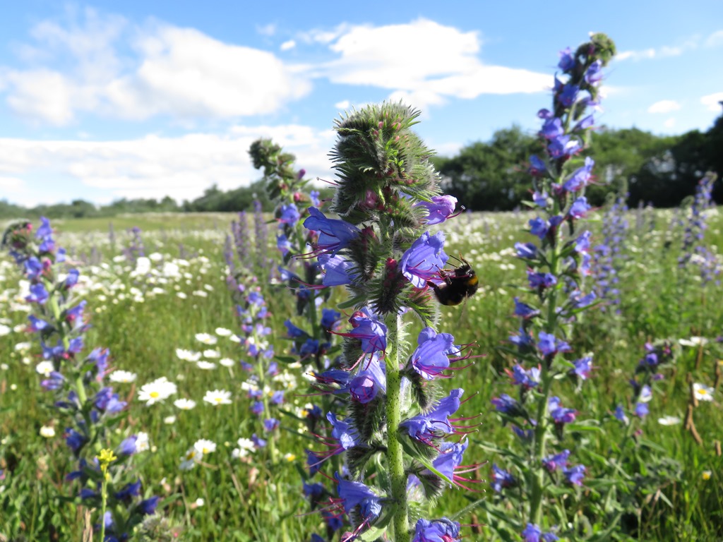Buglife Scotland release new guidance to help boost pollinators!