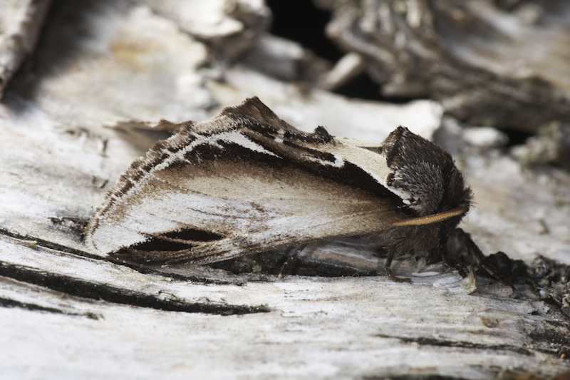 Buglife sponsors the bug category of the British Wildlife Photography Awards