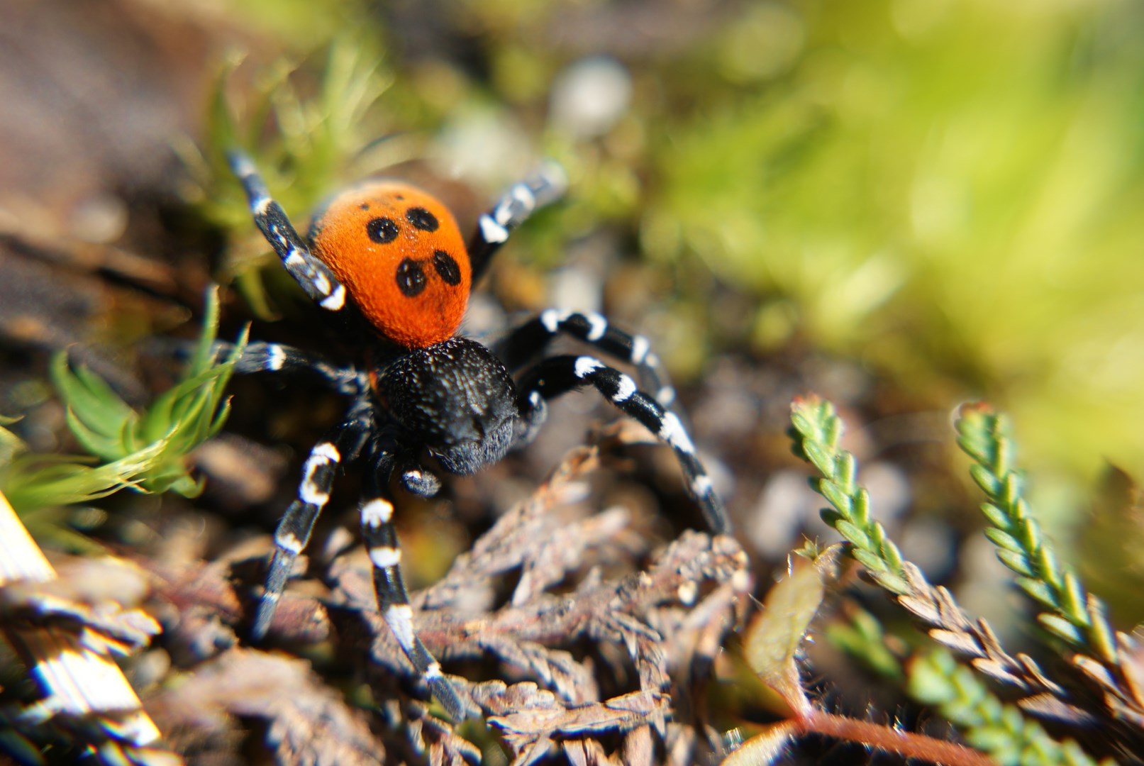 Ladybird spider stars in this year’s BBC Autumnwatch
