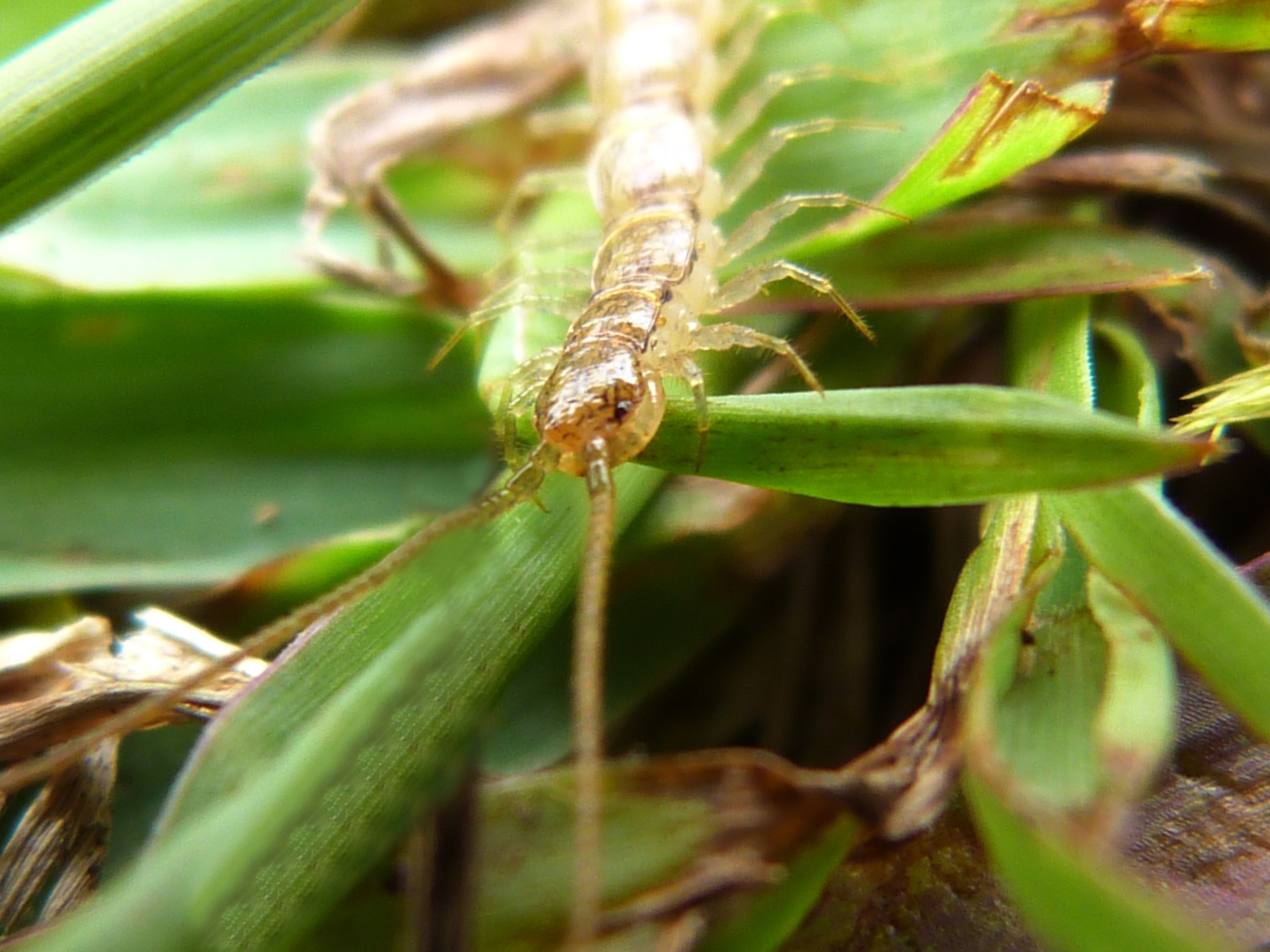 New bugs discovered on remote Atlantic island