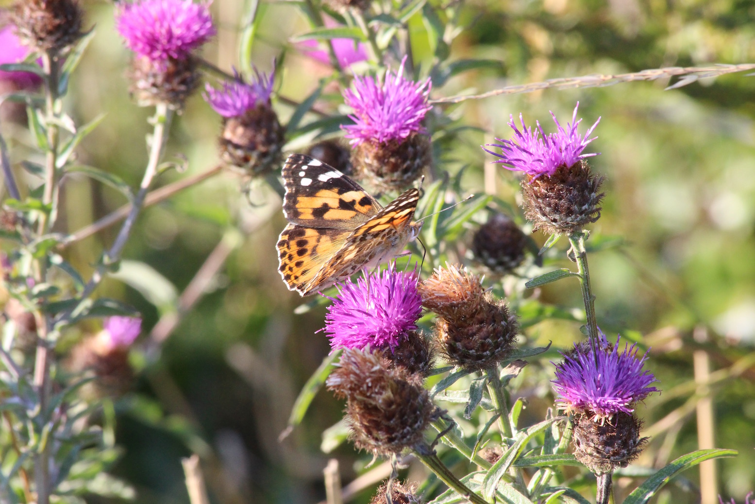 Everyone welcome to help get Cockington Country Park Buzzing