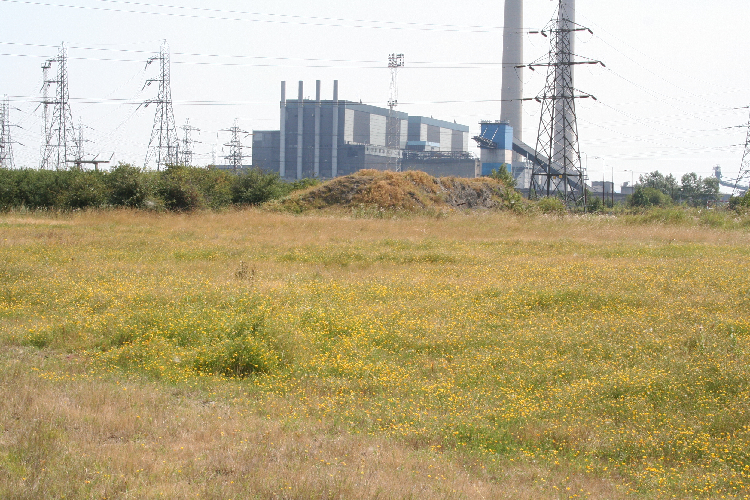 Tilbury adds to insect catastrophe