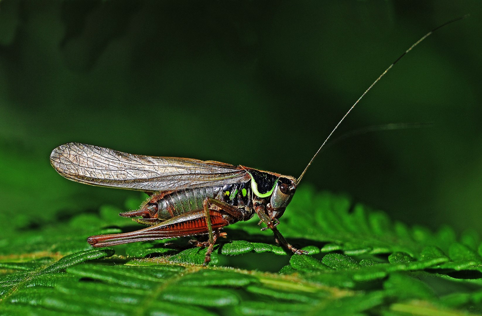 New report highlights “extraordinary change” in the fortunes of Britain’s grasshoppers, crickets and allied species