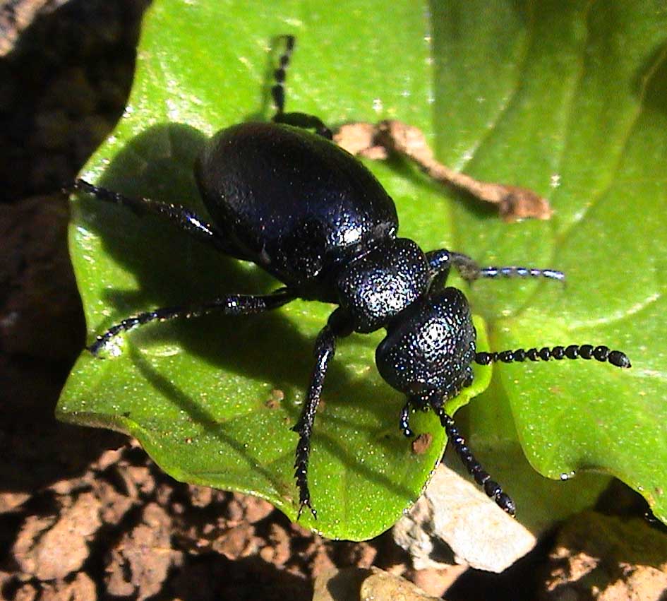 Rare oil beetle found in abundance on Hebridean island