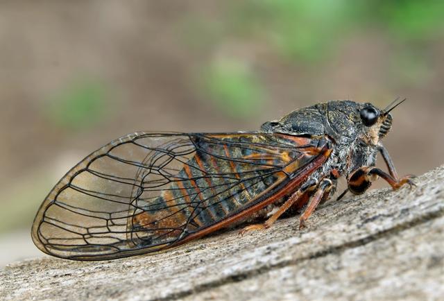 The hunt for the New Forest Cicada
