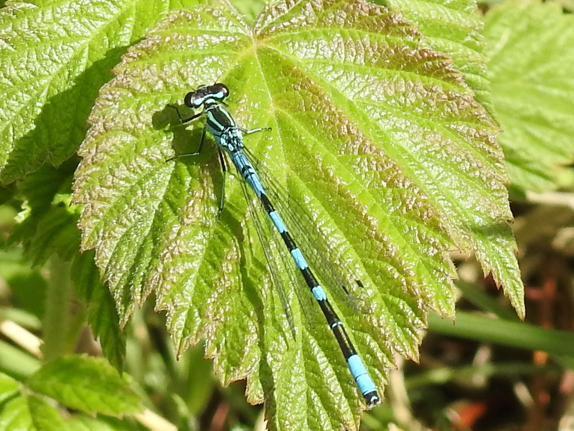 Endangered Northern Damselfly meets its Parliamentary Champion