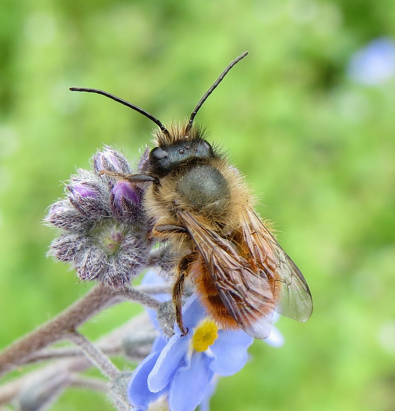 The National Bug Vote Results Scotland