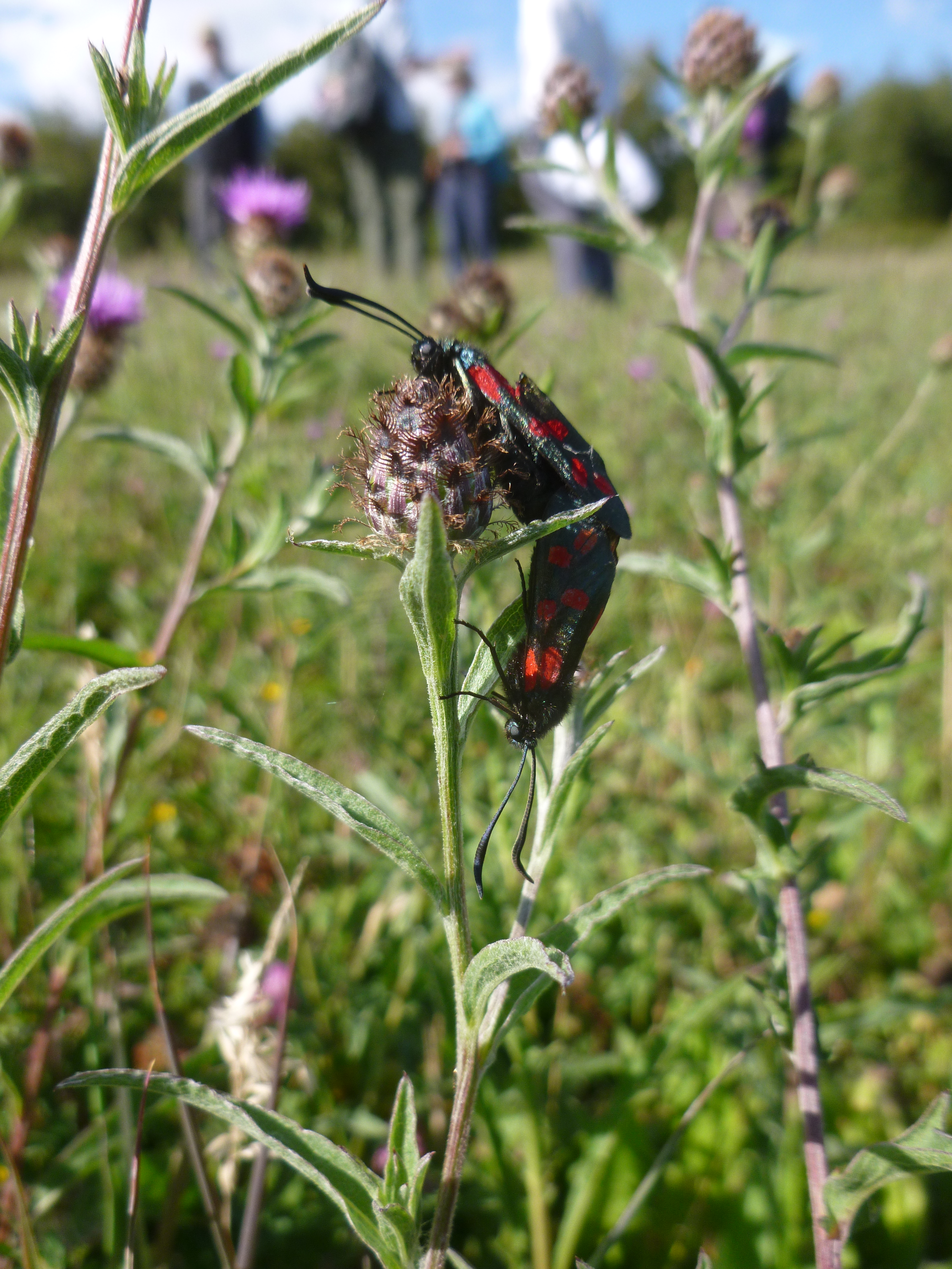 Bridgeness Biodiversity and Grangepans Meadow