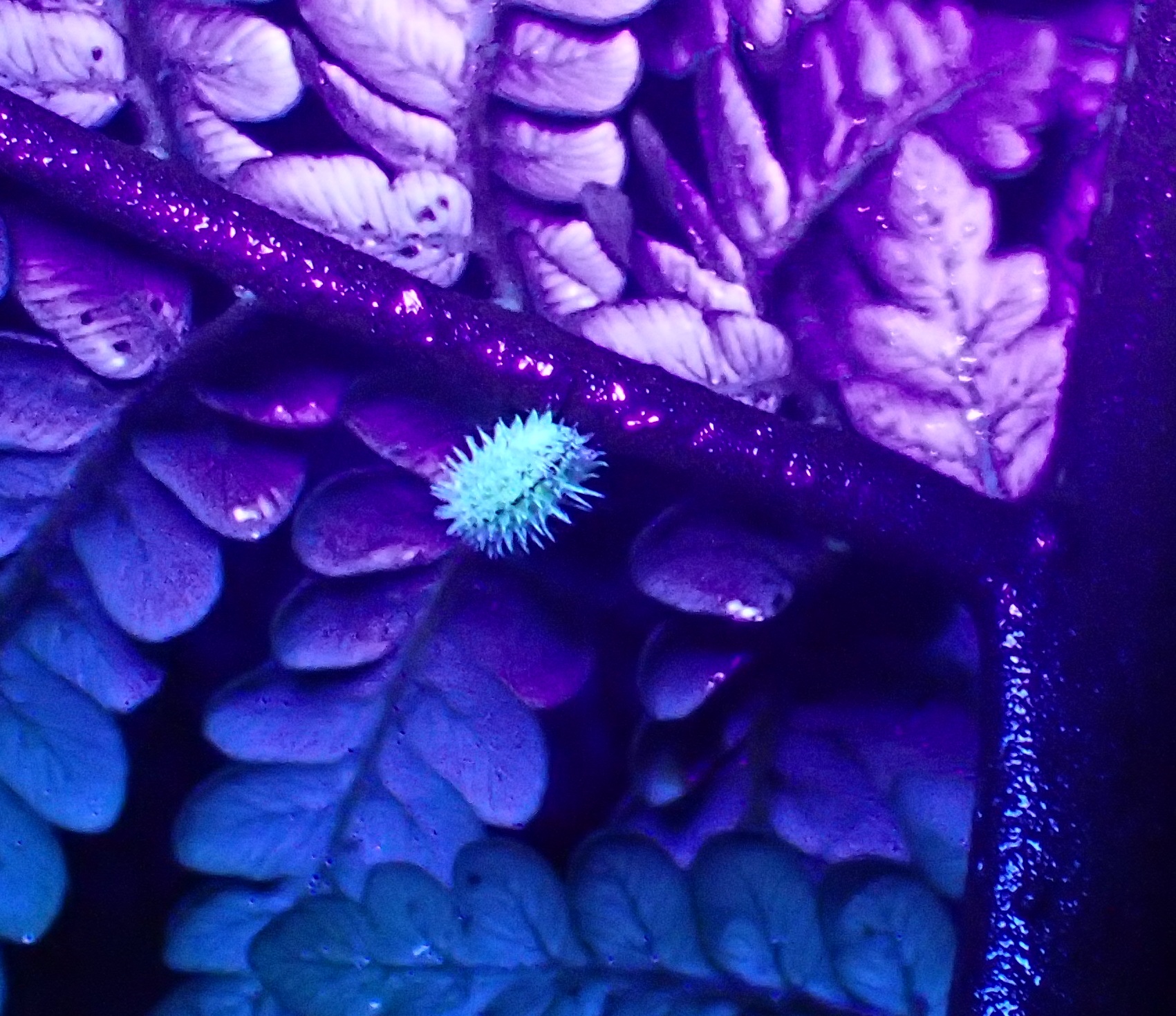 Discovery of glow in the dark woodlice