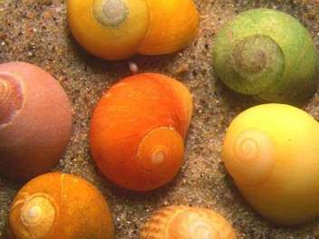New Scottish seashell survey launched