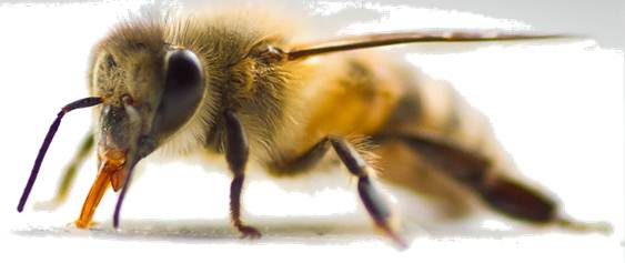 Finally UK follows science and backs bee saving pesticide ban