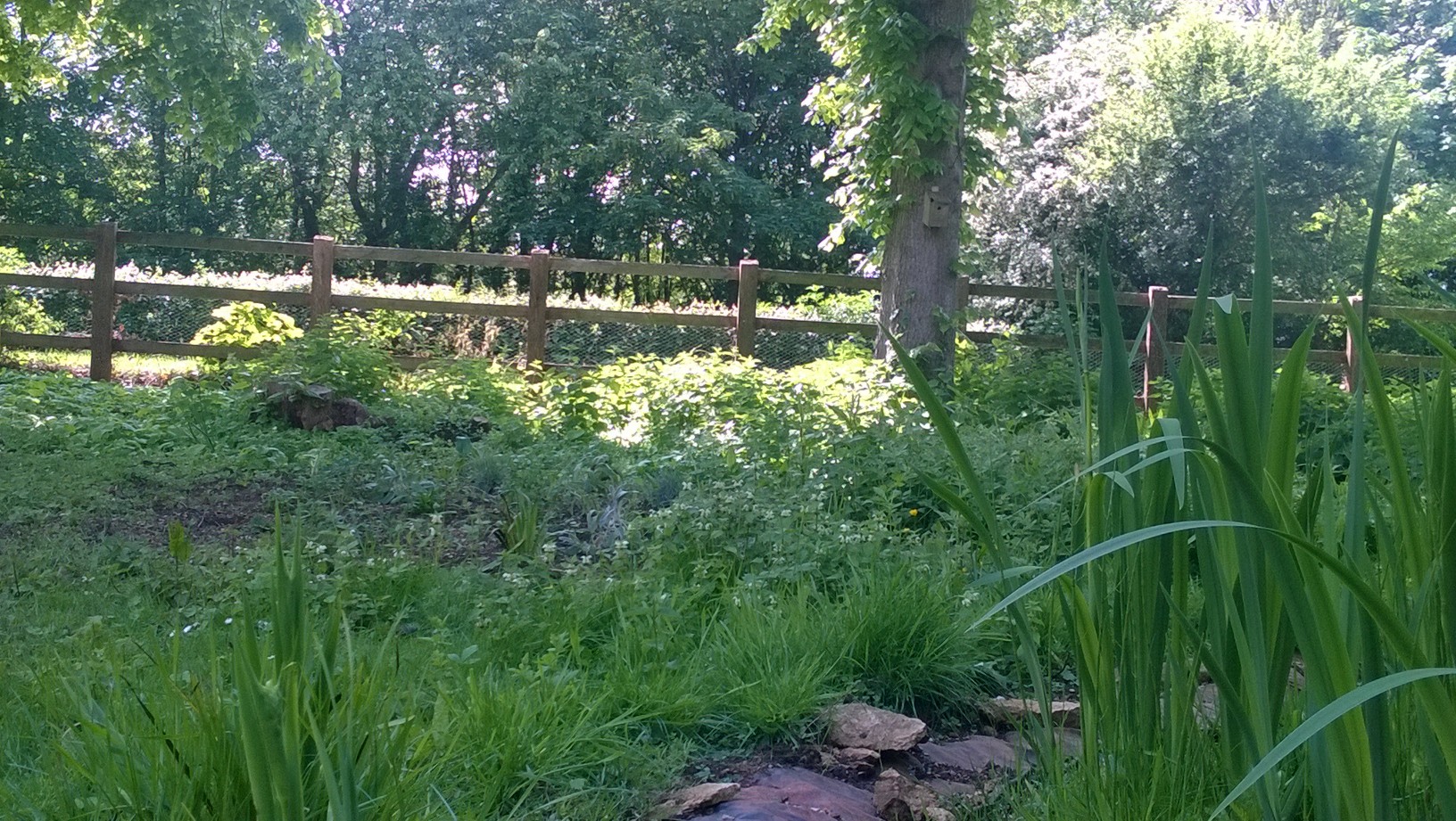 Dobbies do it for the bees