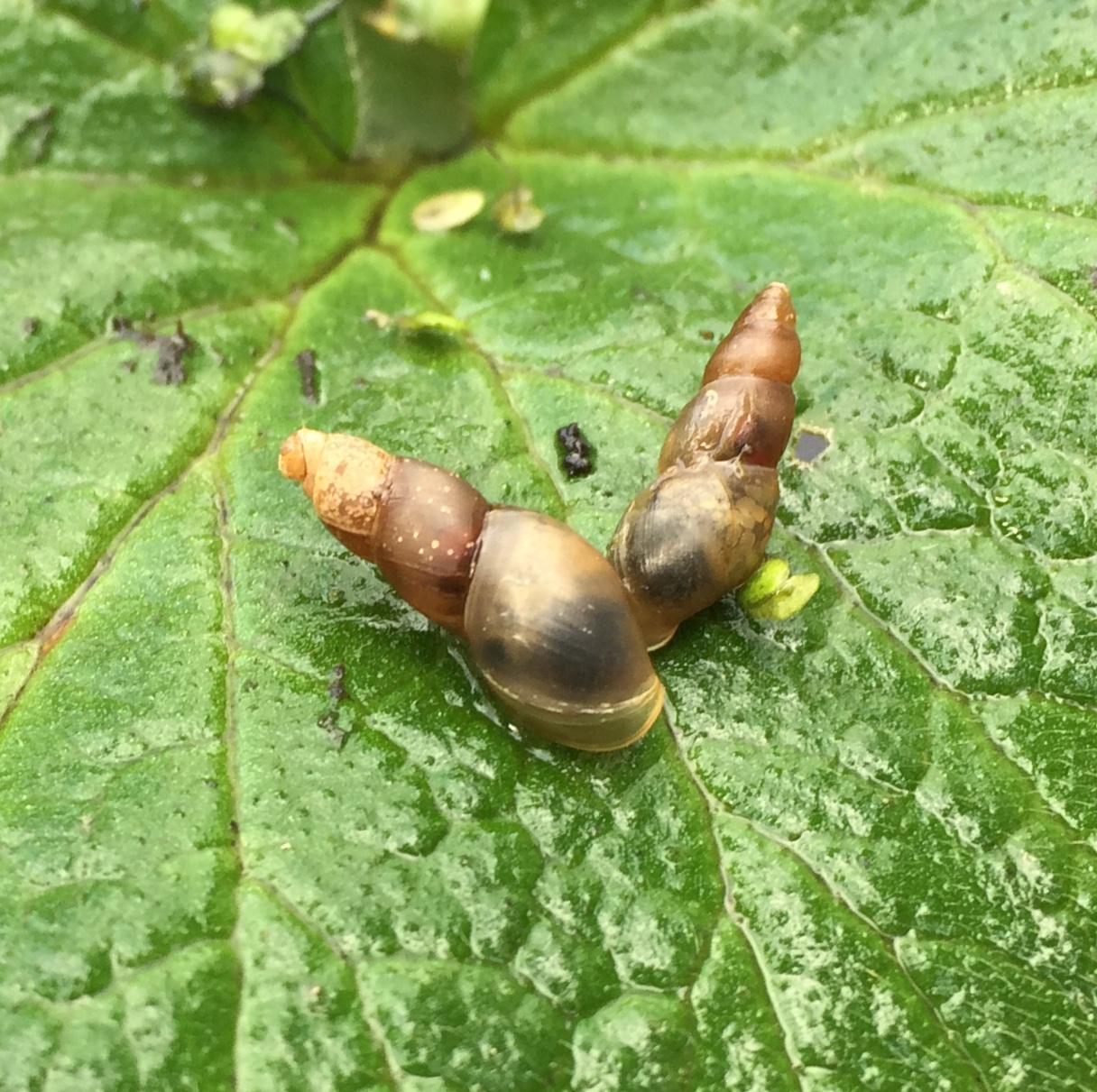 Rare snails introduced to Pentland Hills