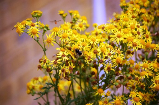 Think before you pull Ragwort
