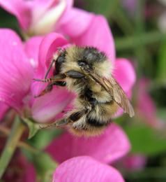 Rare brownfield wildlife under threat